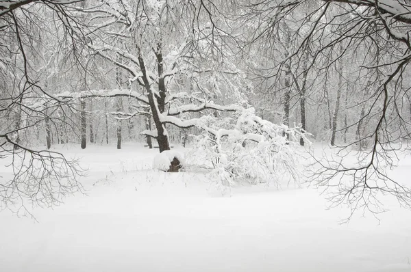 Paesaggio Invernale Con Stagno Parco Sokolniki Mosca Russia — Foto Stock