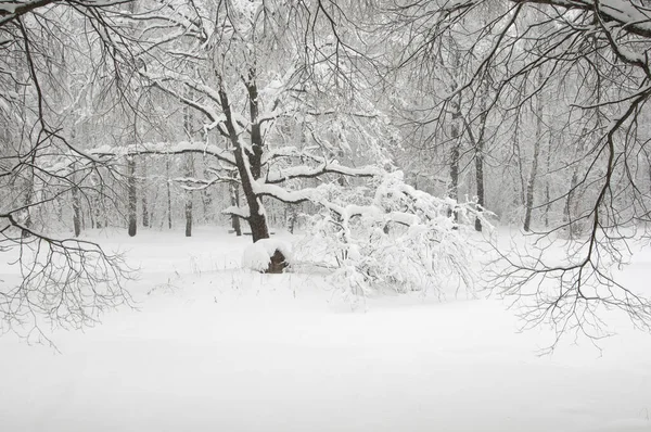 Paysage Hivernal Avec Étang Parc Sokolniki Moscou Russie — Photo