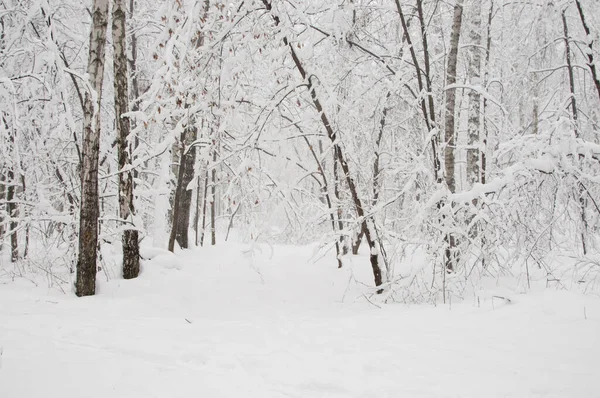 Χειμερινό Τοπίο Ένα Πάρκο Μετά Από Χιονοθύελλα — Φωτογραφία Αρχείου
