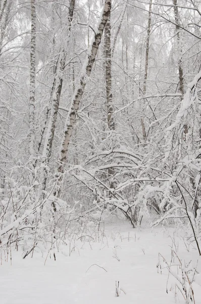 Paisaje Invernal Con Parque Después Tormenta Nieve — Foto de Stock