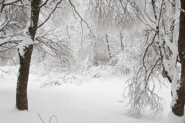 Paisaje Invierno Con Estanque Parque Sokolniki Moscú Rusia — Foto de Stock