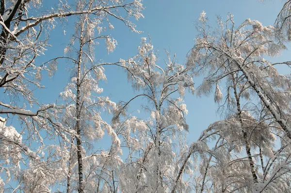 Día Invierno Bosque Árboles Cielo — Foto de Stock