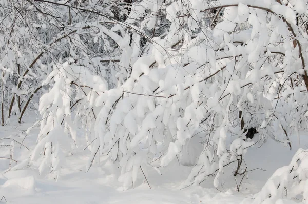 Paisaje Invernal Con Parque Después Tormenta Nieve — Foto de Stock