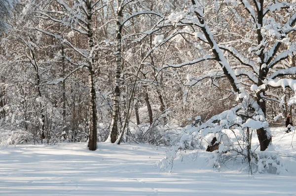 Paisaje Invernal Con Parque Después Tormenta Nieve — Foto de Stock