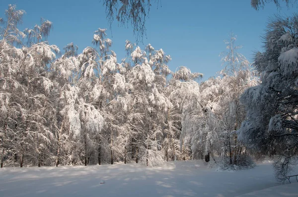 Paisaje Invierno Con Estanque Parque Sokolniki Moscú Rusia —  Fotos de Stock