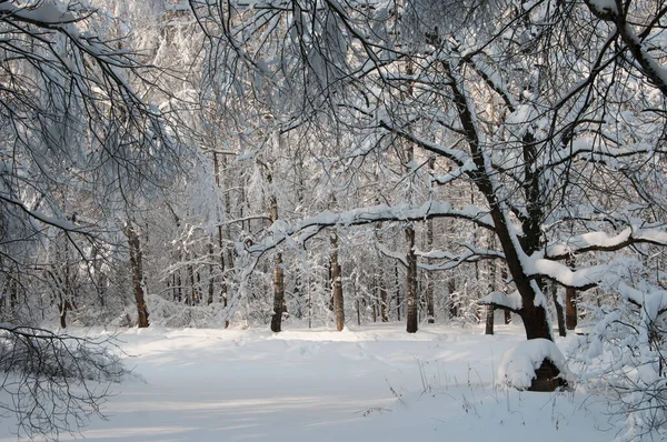 Paisaje Invierno Con Estanque Parque Sokolniki Moscú Rusia — Foto de Stock