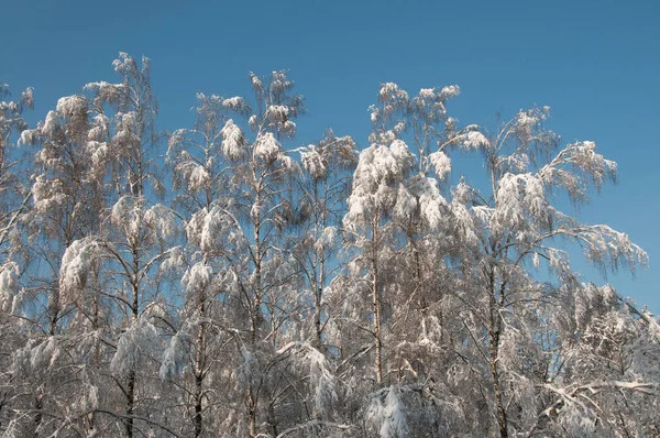 Día Invierno Bosque Árboles Cielo — Foto de Stock