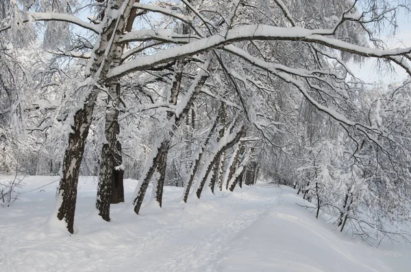 Paisaje Invernal Con Parque Después Tormenta Nieve — Foto de Stock