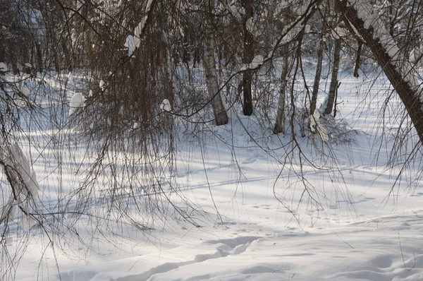 Paisagem Inverno Com Uma Lagoa Parque Sokolniki Moscou Rússia — Fotografia de Stock