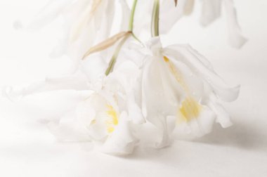 Coelogyne Cristata orkidesi çiçekleri, yakın çekim.