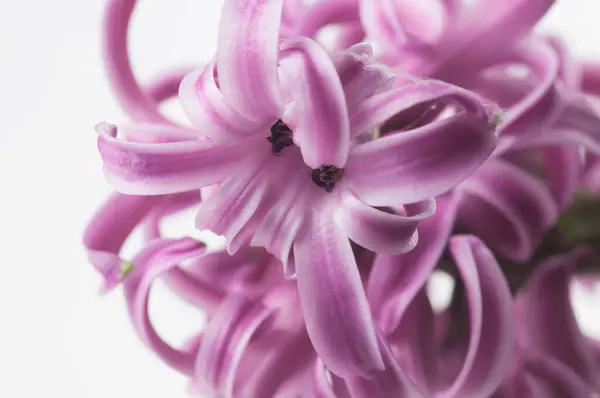 Hyacinth Flowers Close Shot Local Focus — Stock Photo, Image