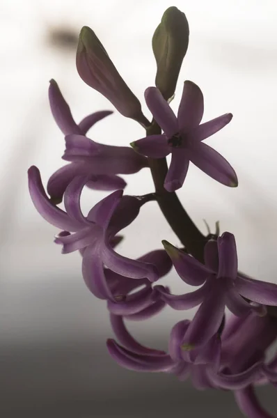 Hyacinth Flowers Close Shot Local Focus — Stock Photo, Image