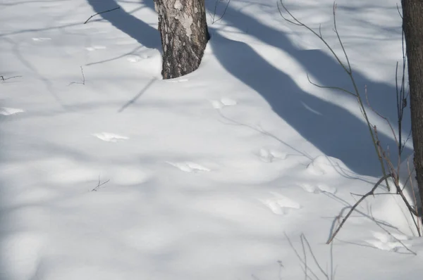 Rotes Eichhörnchen Auf Schnee Nahaufnahme — Stockfoto