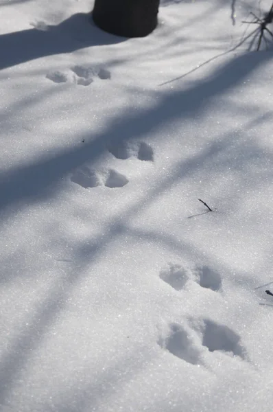 Punainen Orava Jäljittää Lunta Lähikuva Ammuttu — kuvapankkivalokuva