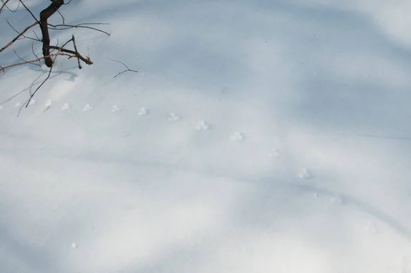 Kenttä Hiiri Jäljittää Lunta Lähikuva Ammuttu — kuvapankkivalokuva