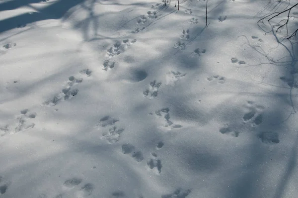 Punainen Orava Jäljittää Lunta Lähikuva Ammuttu — kuvapankkivalokuva