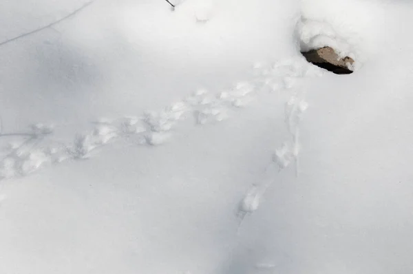 Ίχνη Ποντικού Πεδίου Στο Χιόνι Κοντινό Πλάνο — Φωτογραφία Αρχείου