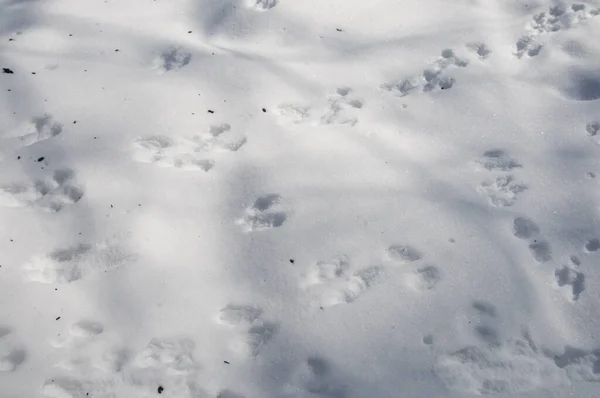 Punainen Orava Jäljittää Lunta Lähikuva Ammuttu — kuvapankkivalokuva