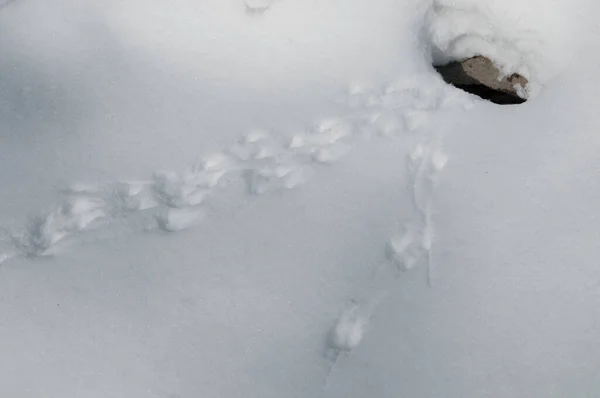 Campo Rastro Del Ratón Nieve Tiro Cerca —  Fotos de Stock