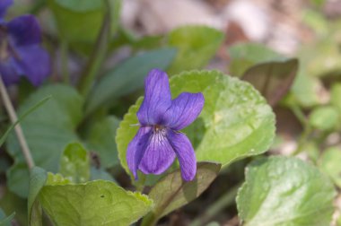 Viola Palustris (bataklık menekşesi) çiçekleri, yakın çekim