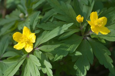 Sarı şakayık çiçekleri, yakın çekim, yerel odak