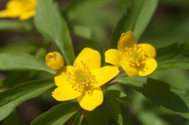 Sarı şakayık çiçekleri, yakın çekim, yerel odak