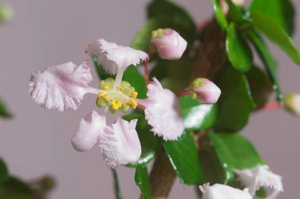 Barbados Cherry Malpighia Oxycocca Flowers Closeup Shot Grey Background Local — Stock Photo, Image