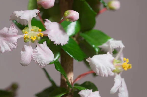 Fiori Ciliegia Delle Barbados Malpighia Oxycocca Primo Piano Fondo Grigio — Foto Stock