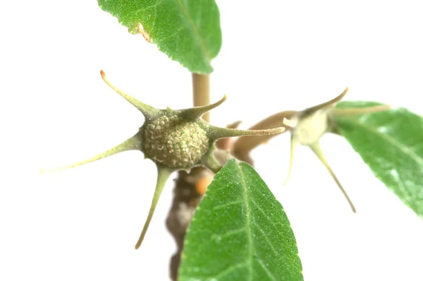 Dorstenia Foetida Bloei Close Shot Lokale Focus — Stockfoto