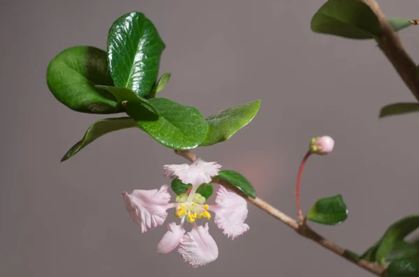 バルバドス桜 マルピヒアオキシコッカ クローズアップ撮影 グレーの背景 地元の焦点 — ストック写真