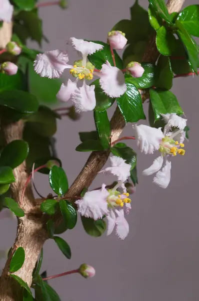 Barbados Cereza Malpighia Oxycocca Flores Primer Plano Fondo Gris Enfoque — Foto de Stock