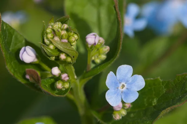 Brunnera Sibirica Usine Gros Plan Plan Foyer Local — Photo