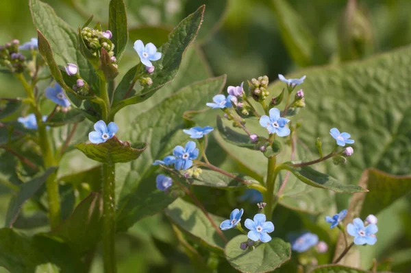 Brunnera Sibirica Plant Close Shot Local Focus — Stock Photo, Image