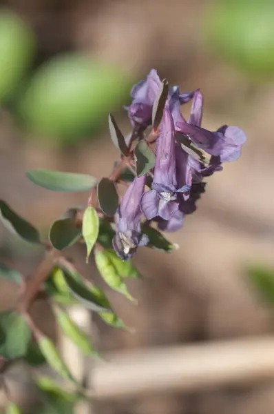 Corydalis Solida Fumewort Flowers Close Shot Local Focus — 스톡 사진