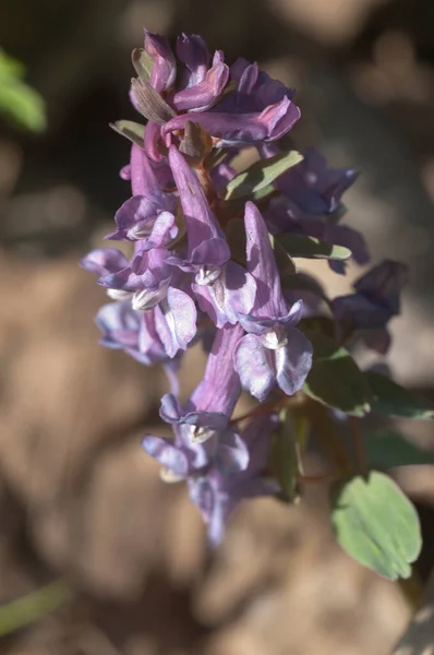 Corydalis Solida Fumewort Flowers Close Shot Local Focus — 스톡 사진