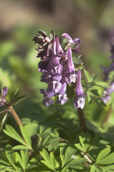 Corydalis Solida Fumewort Virágok Közelkép Helyi Fókusz — Stock Fotó