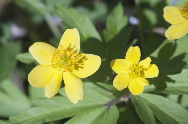 Žluté Sasanky Květiny Zblízka Záběr Místní Zaměření — Stock fotografie