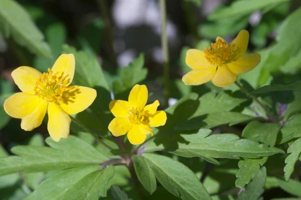 Žluté Sasanky Květiny Zblízka Záběr Místní Zaměření — Stock fotografie