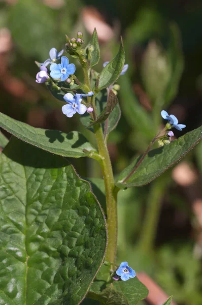 Brunnera Sibirica Plant Close Shot Local Focus — Stock Photo, Image