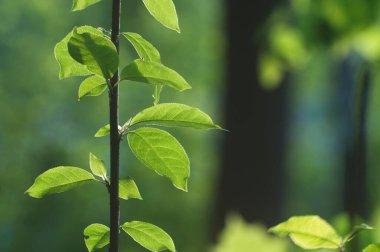 Açık güneş ışığında yeşil yapraklar. Yaklaş.