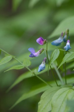 Lathyrus vernus çiçekleri yakın çekim, yerel odak
