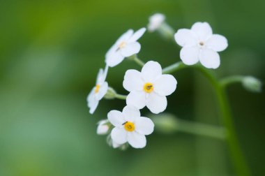 Beyaz olmayan çiçekleri unut, yakın çekim, yerel odaklanma.
