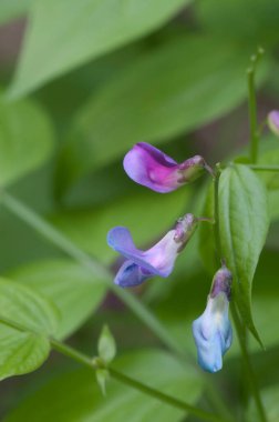 Lathyrus vernus çiçekleri yakın çekim, yerel odak