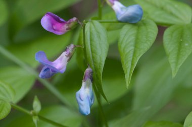 Lathyrus vernus çiçekleri yakın çekim, yerel odak
