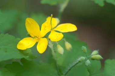 Celandine (Chelidonium majus) çiçeği, yakın çekim