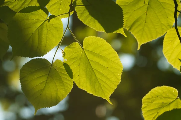 Folhas Primavera Verdes Uma Luz Solar Clara Fecham — Fotografia de Stock