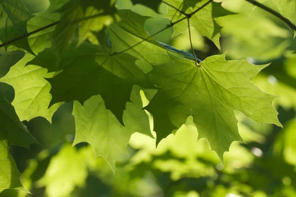 Grüne Frühlingsblätter Klaren Sonnenlicht Aus Nächster Nähe — Stockfoto