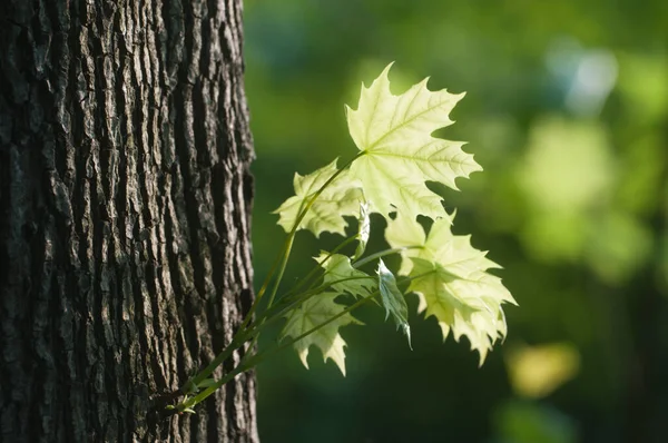 カエデの幹に小さな芽が芽を閉じます — ストック写真