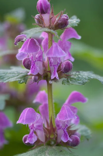 Lamium Maculatum Kwiaty Zbliżenie Strzał Lokalny Ostrość — Zdjęcie stockowe