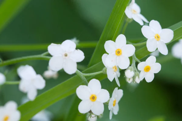 Olvídate Flores Blancas Tiro Cerca Enfoque Local — Foto de Stock